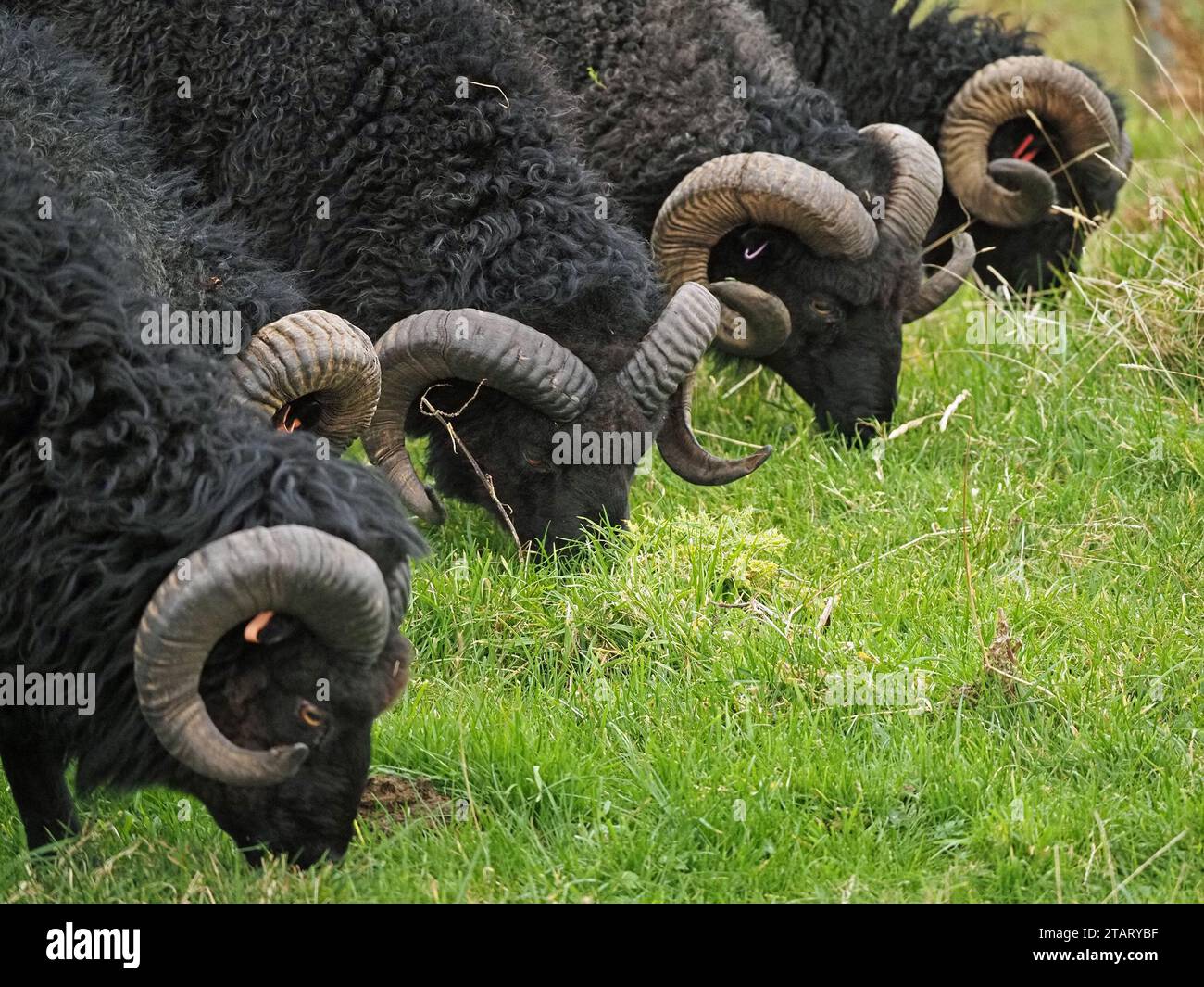 Gruppe von fünf wild aussehenden schwarzen Dickhornschafen in Schlange auf der Insel Mull, Schottland, Großbritannien Stockfoto