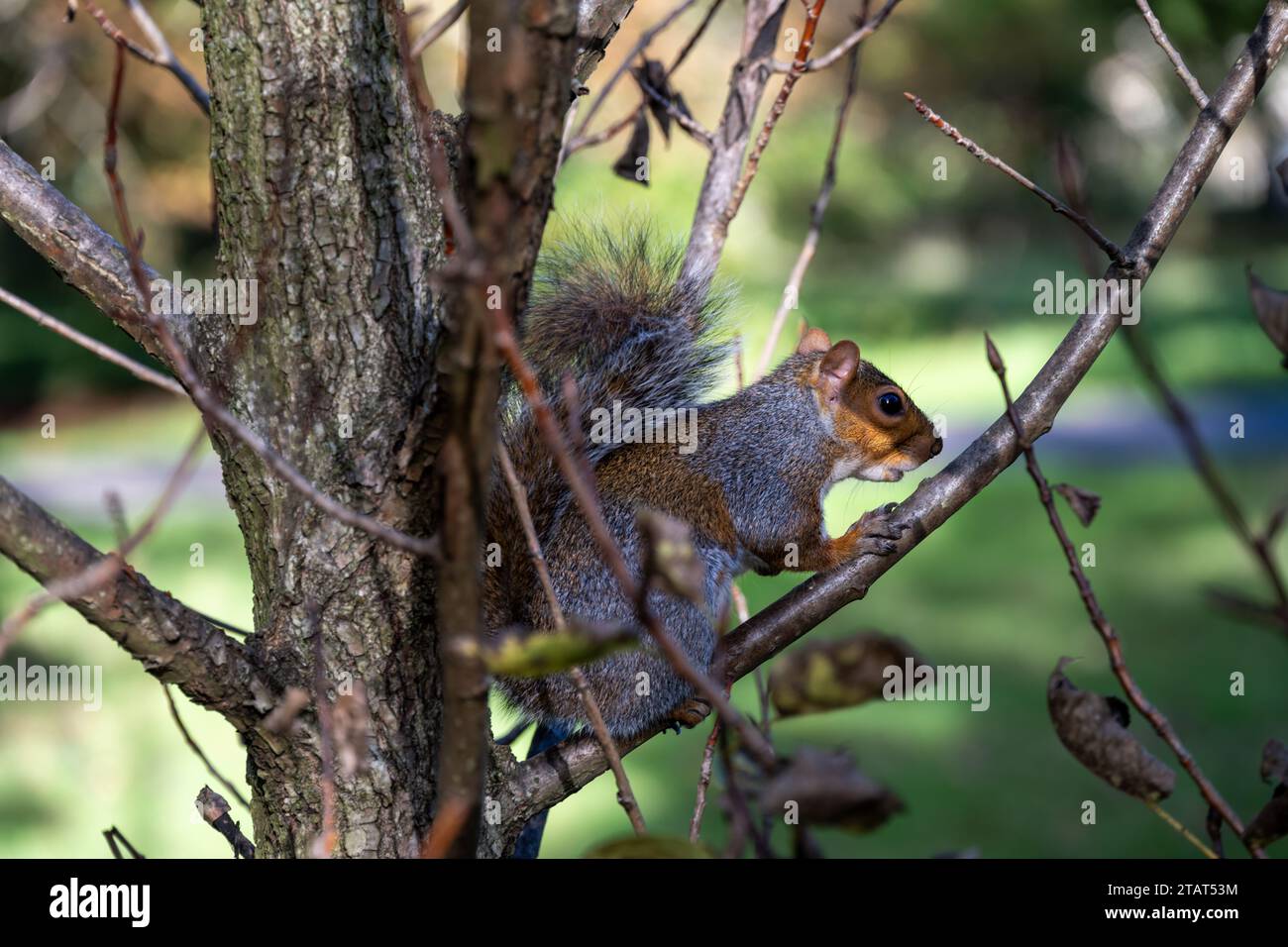 Sciurus carolinensis oder graues Eichhörnchen in einem Baum, Nahaufnahme Stockfoto