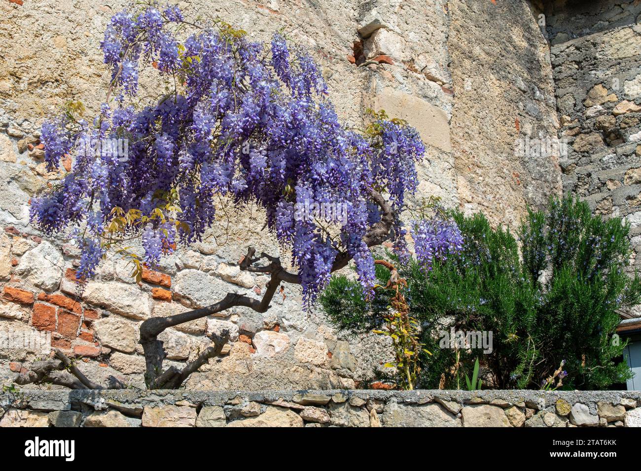 Blühende Pflanzen von Glyzinien und Rosmarin an der Steinmauer eines alten Gebäudes im Frühling, Italien Stockfoto Blühende Pflanzen von Glyzinien und Rosmarin an der Steinmauer eines alten Gebäudes im Frühling, Italien Stockfoto