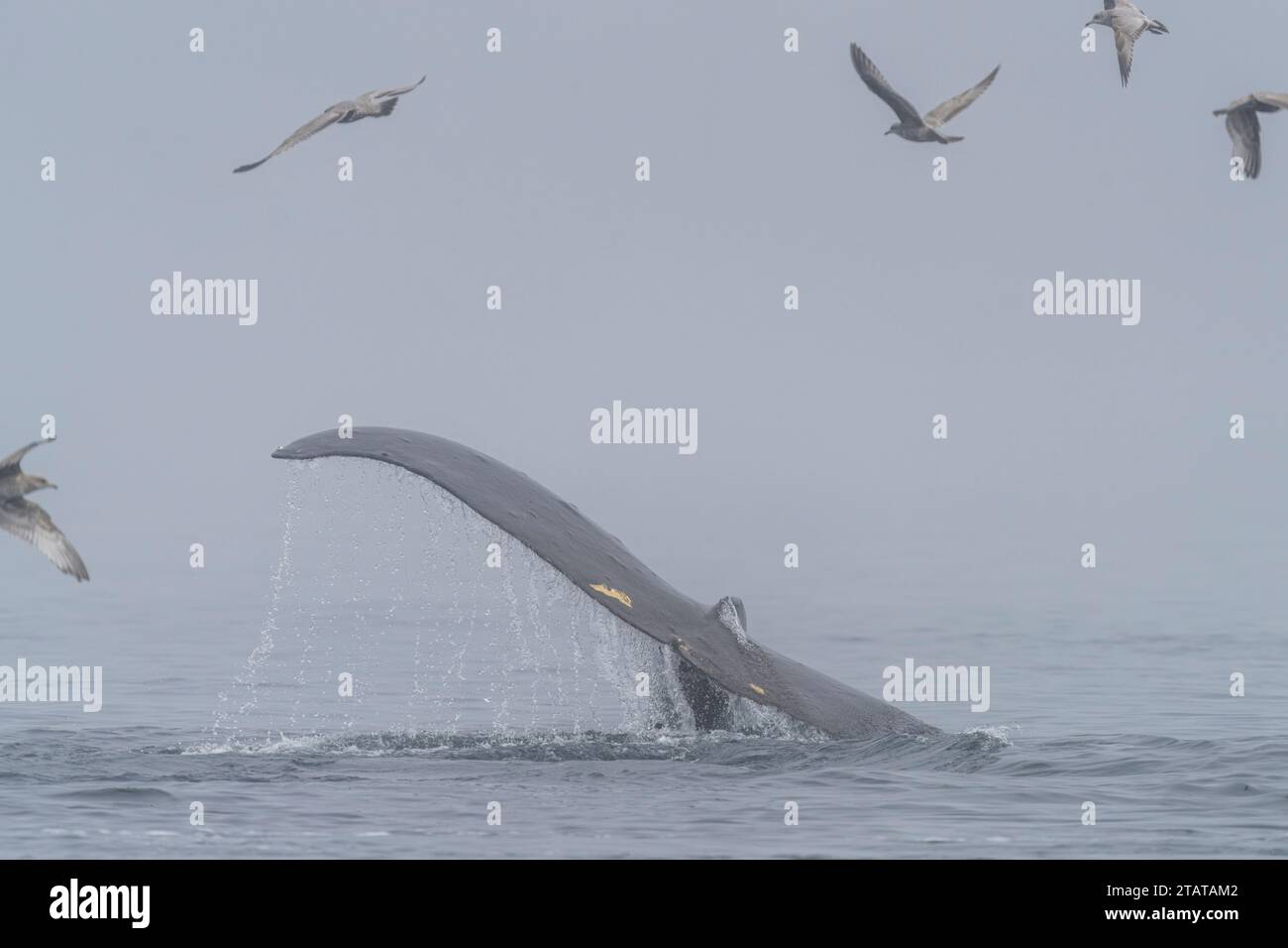 Fütterungszeit. Buckelwale zeigen ihre fluke während sie an der Oberfläche fressen und mit Möwen konkurrieren, an einem nebeligen Tag im späten Herbst vor dem nördlichen Van Stockfoto