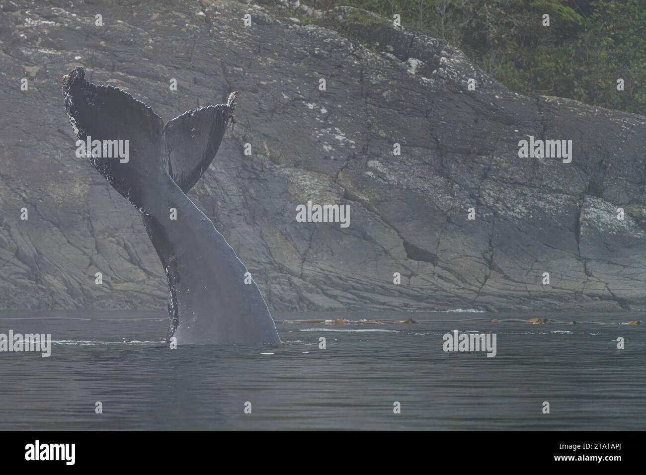 Buckelwale zeigen ihre fluke, während sie an einem nebeligen Tag im späten Herbst vor der nördlichen Vancouver Island, Namgis, First Nations Ter, mit Seelöwen spielen Stockfoto