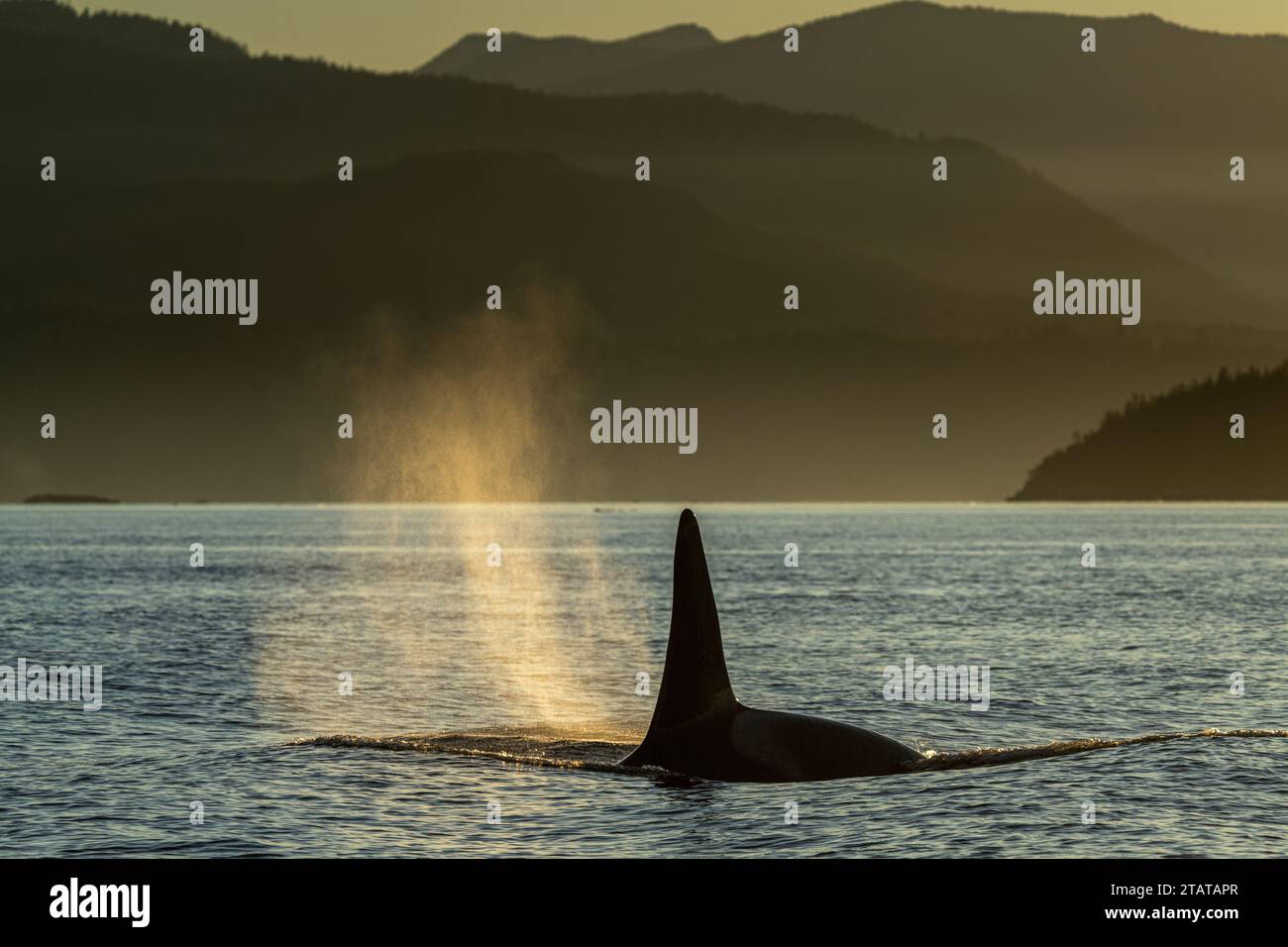 Im niedrigen Sonnenlicht glühende Stöße einer Horde von Orcas (Killerwalen) im Norden, (A83), A34's, in der Weynton Passage vor Vancouver Island North, zuerst Stockfoto