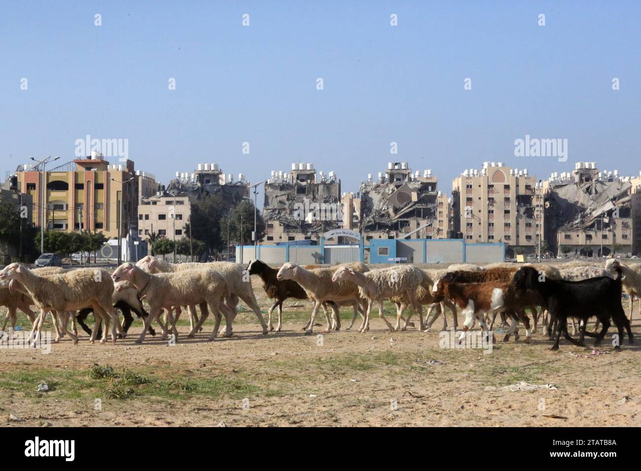 Gaza, Palästina. Dezember 2023. Eine Schafherde, die vor dem von Katar finanzierten Wohnkomplex Hamad Town in Khan Yunis im südlichen Gazastreifen spazierte, nachdem ein israelischer Streik sieben Türme in der Stadt Hamad getroffen hatte. Ein vorübergehender Waffenstillstand zwischen Israel und der Hamas lief am 1. Dezember aus, als die israelische Armee erklärte, dass die Kampfhandlungen wieder aufgenommen worden seien und der Hamas vorgeworfen wurde, die Einsatzpause verletzt zu haben. Quelle: SOPA Images Limited/Alamy Live News Stockfoto