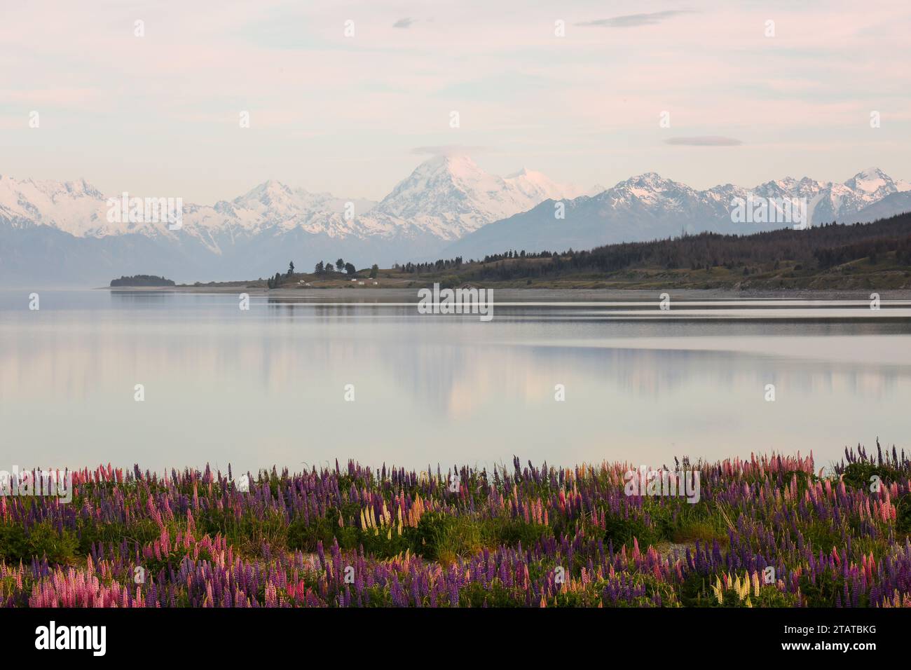 Neuseeländische Lupinen rund um Mount Cook und Lake tekapo Stockfoto