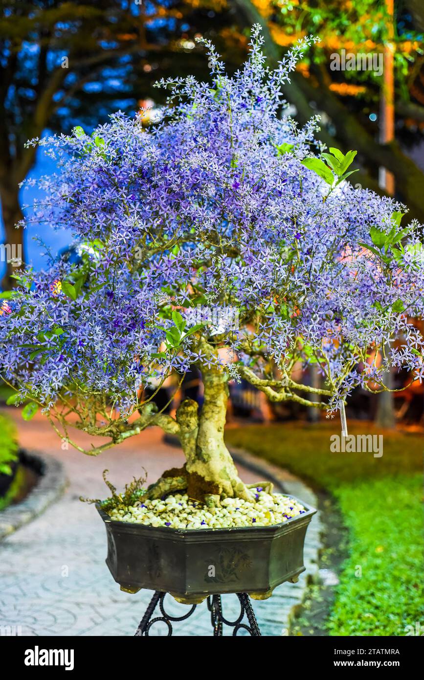kaffee bonsai Pflanzen in der Flasche Aufzuchtset Kaffee/Bonsai