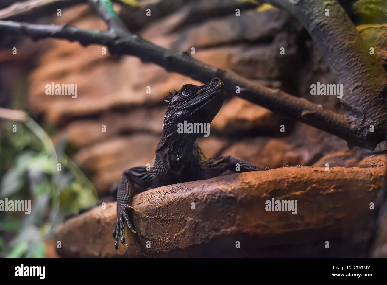 Hydrosaurus, allgemein bekannt als Segelflossendrache oder Segelflossenechse in Thailand Stockfoto