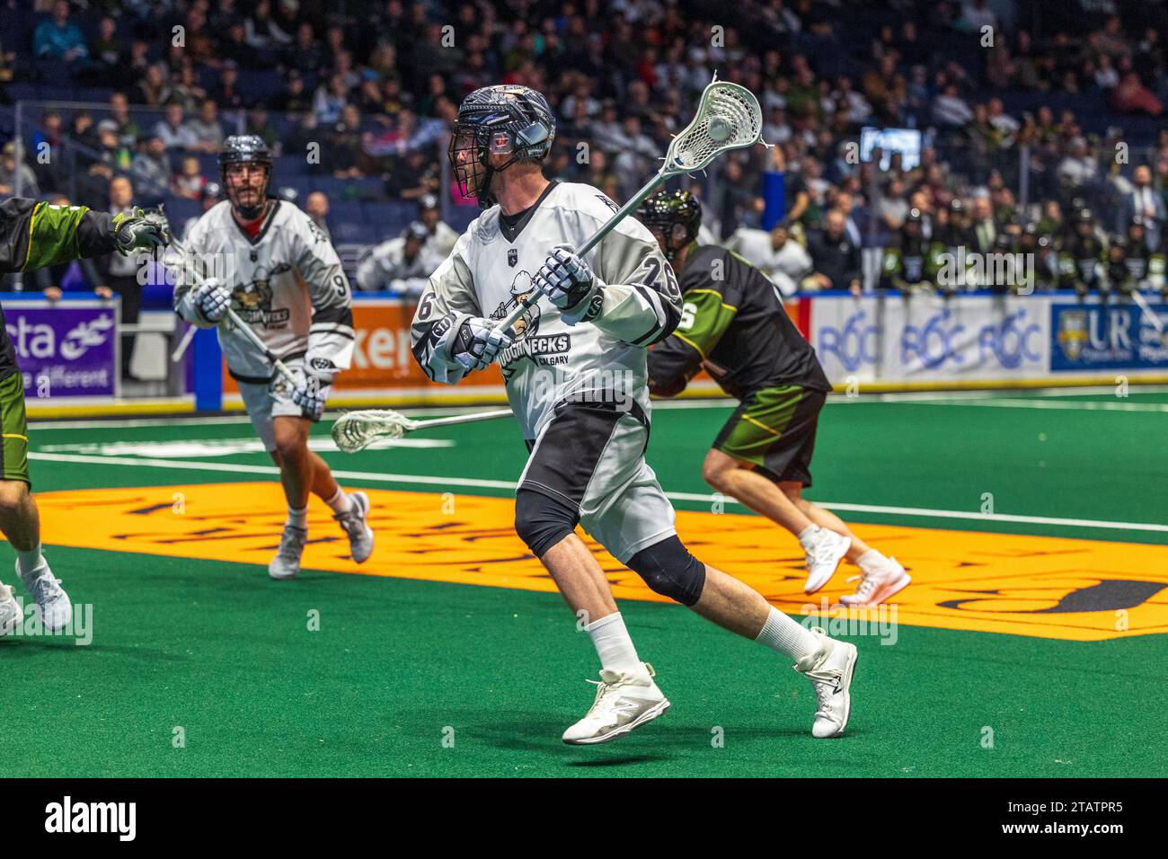 2. Dezember 2023: Dan Taylor (26) spielt mit dem Ball im zweiten Quartal in einem Spiel gegen die Rochester Knighthawks. Die Rochester Knighthawks waren Gastgeber der Calgary Roughnecks in einem Spiel der National Lacrosse League in der Blue Cross Arena in Rochester, New York. (Jonathan Tenca/CSM) (Bild: © Jonathan Tenca/Cal Sport Media) Stockfoto