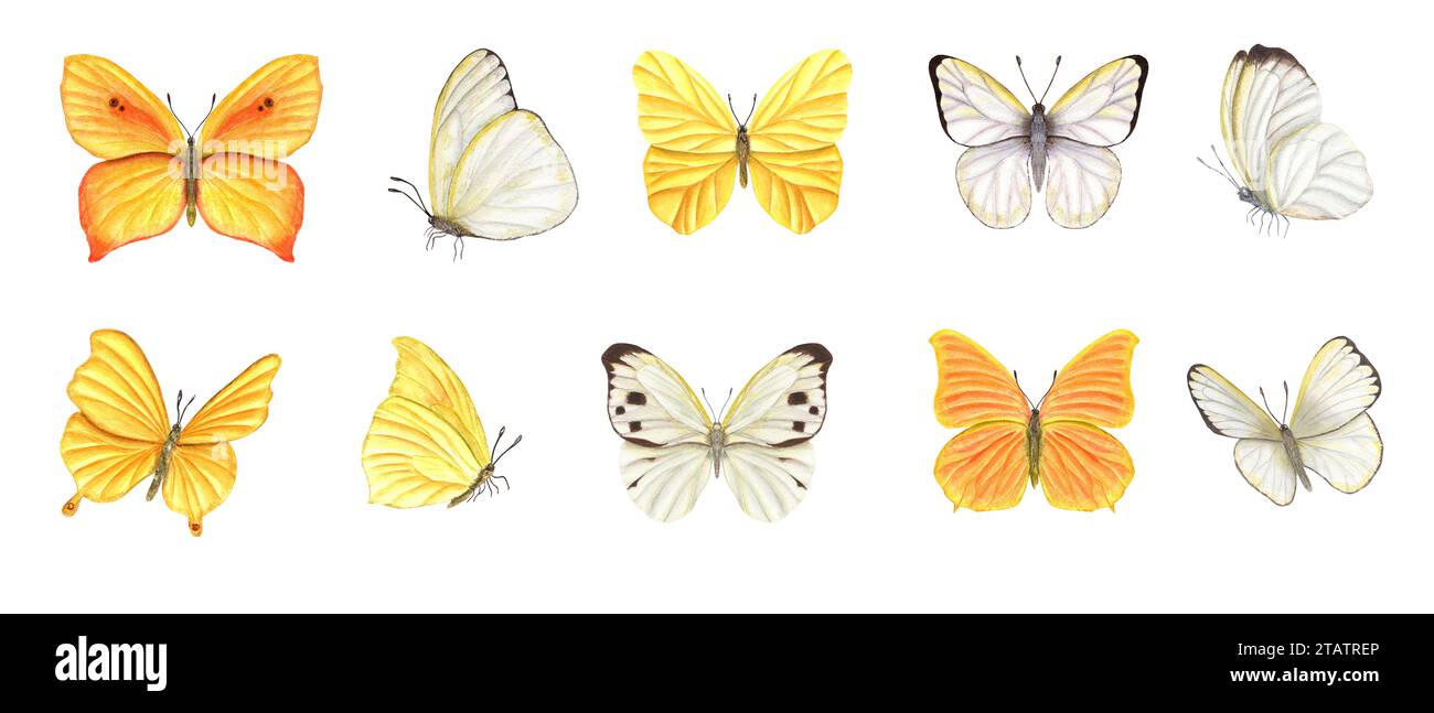Set weißer und gelber Schmetterlinge. Flatternde schmetterlinge, tropische Fliegen, sitzende Insekten mit Flügeln. Aquarellabbildung. Für Tapeten, prin Stockfoto