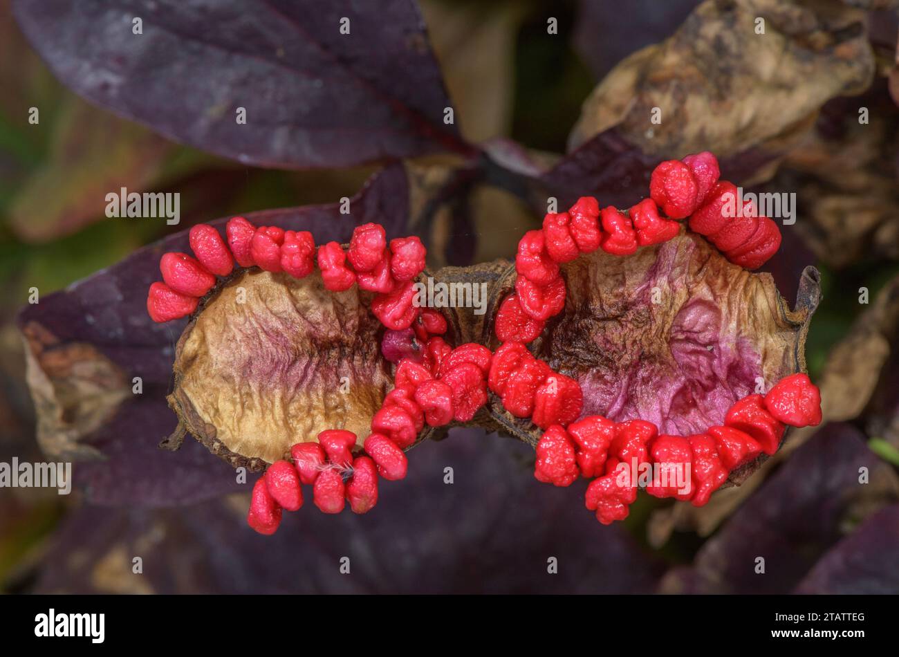 Früchte der goldenen Pfingstrose, Paeonia daurica subsp. Mlokosewitschii. Kaukasus. Stockfoto