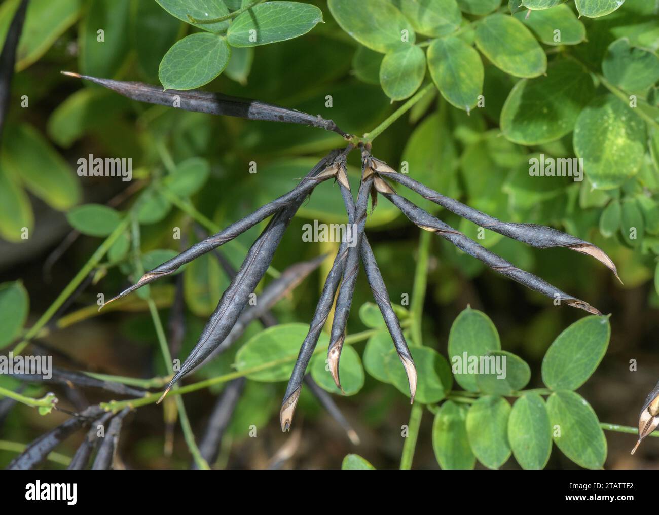 Schwarze Erbse, Lathyrus niger, reife Schoten. Stockfoto