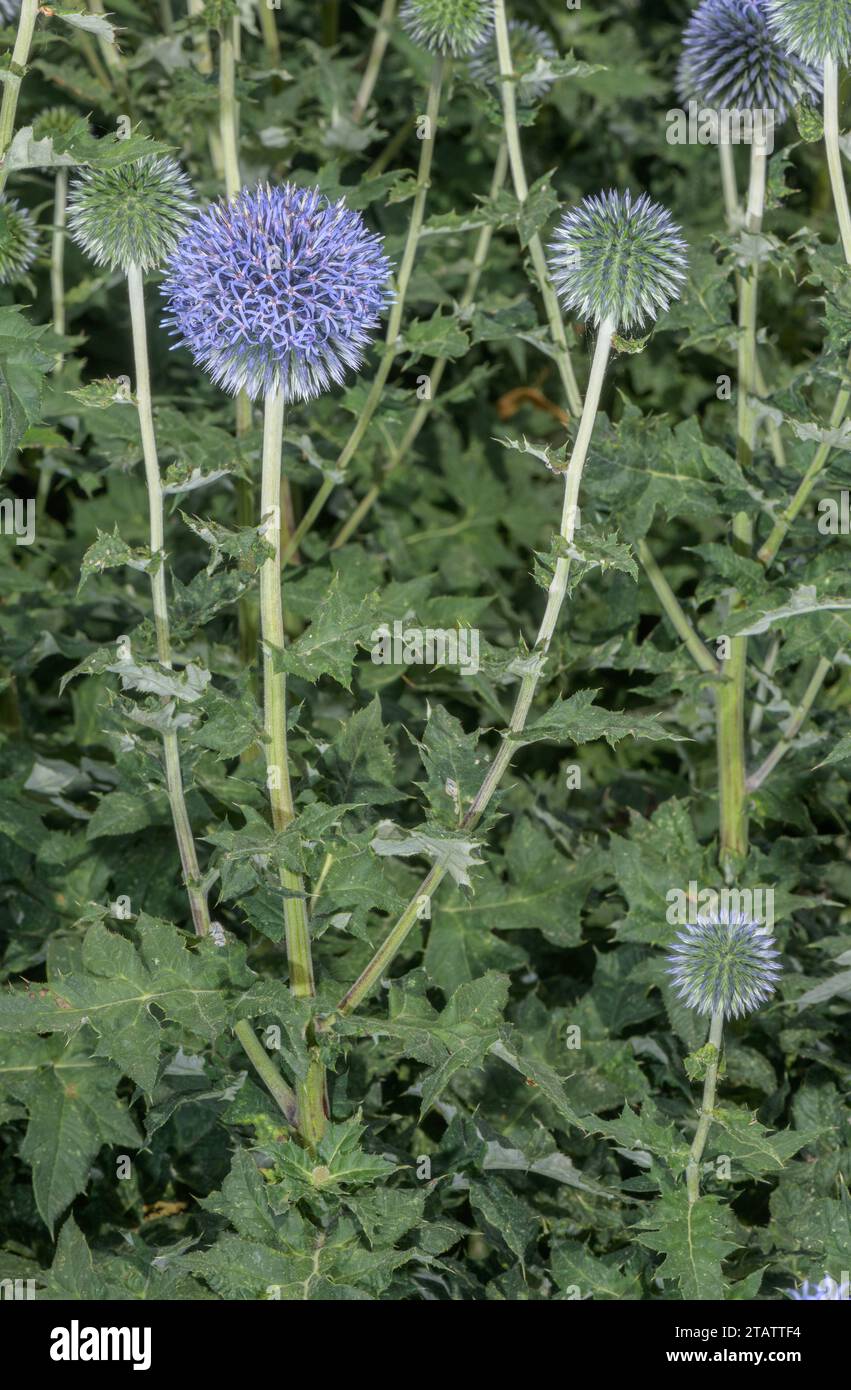 Kleine Glockendistel, Echinops Ritro, in Blume, Frankreich. Stockfoto