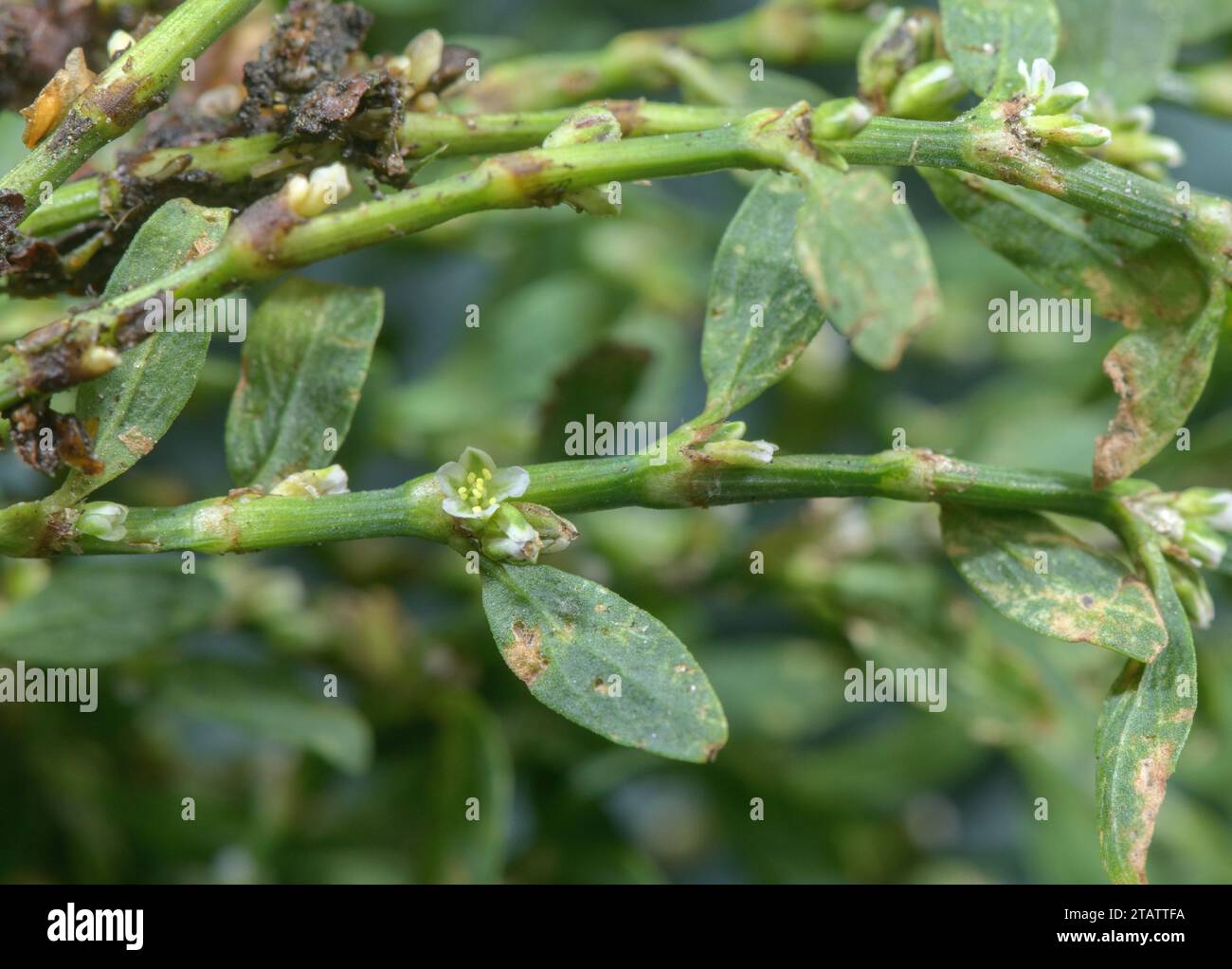 Knotengras, Polygonum aviculare in der Blüte. Stockfoto