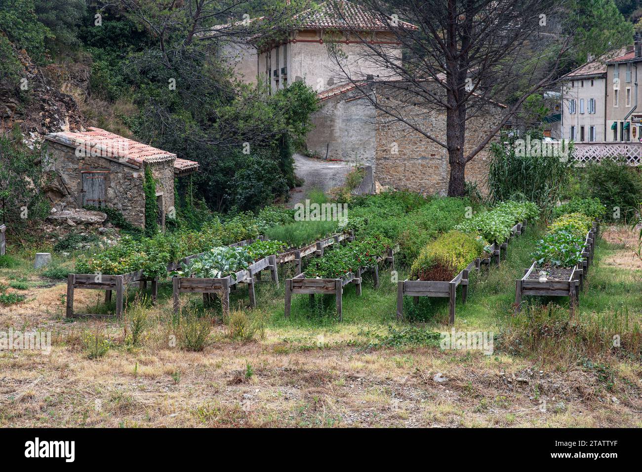 Gemüsegarten in erhöhten Holzwannen neben Wohnhäusern Stockfoto