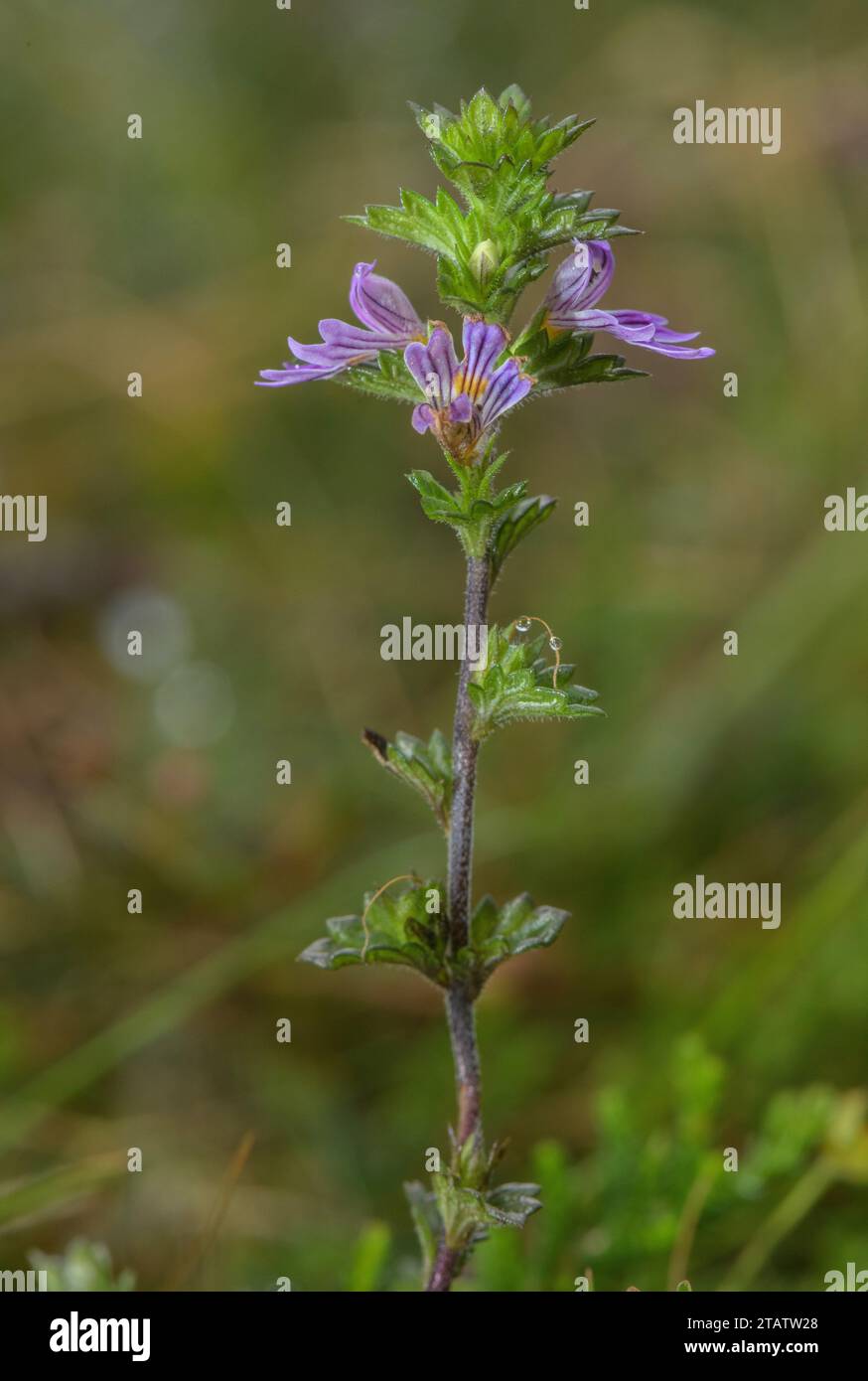 Cornish Eyebright, Euphrasia vigursii auf Heideflächen, West Dartmoor, Devon. Selten endemisch. Stockfoto