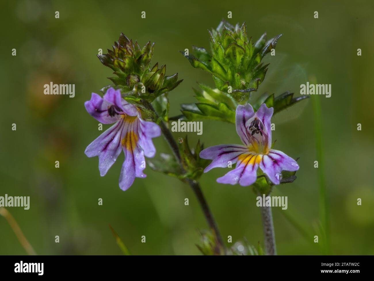 Cornish Eyebright, Euphrasia vigursii auf Heideflächen, West Dartmoor, Devon. Selten endemisch. Stockfoto