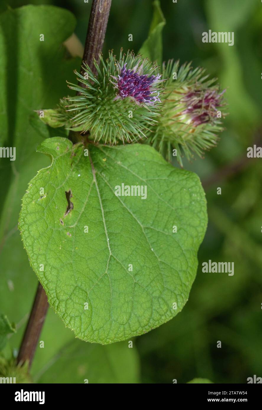 Große Klette, Arctium lappa, in Blume, Somerset Levels. Stockfoto