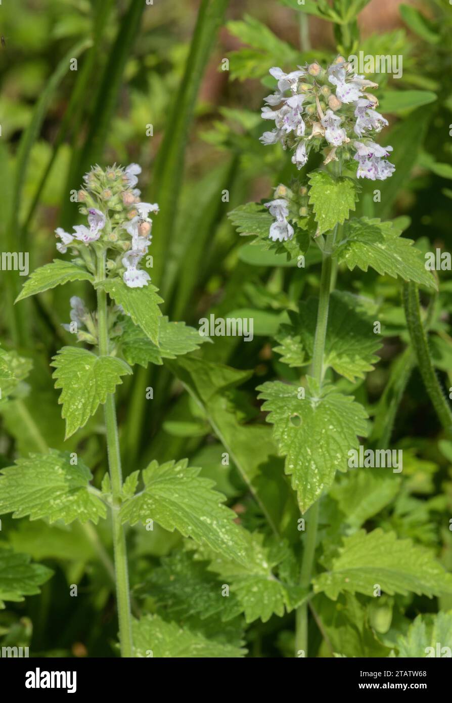 Katzenminze, Nepeta cataria, in Blüte im Spätsommer. Stockfoto