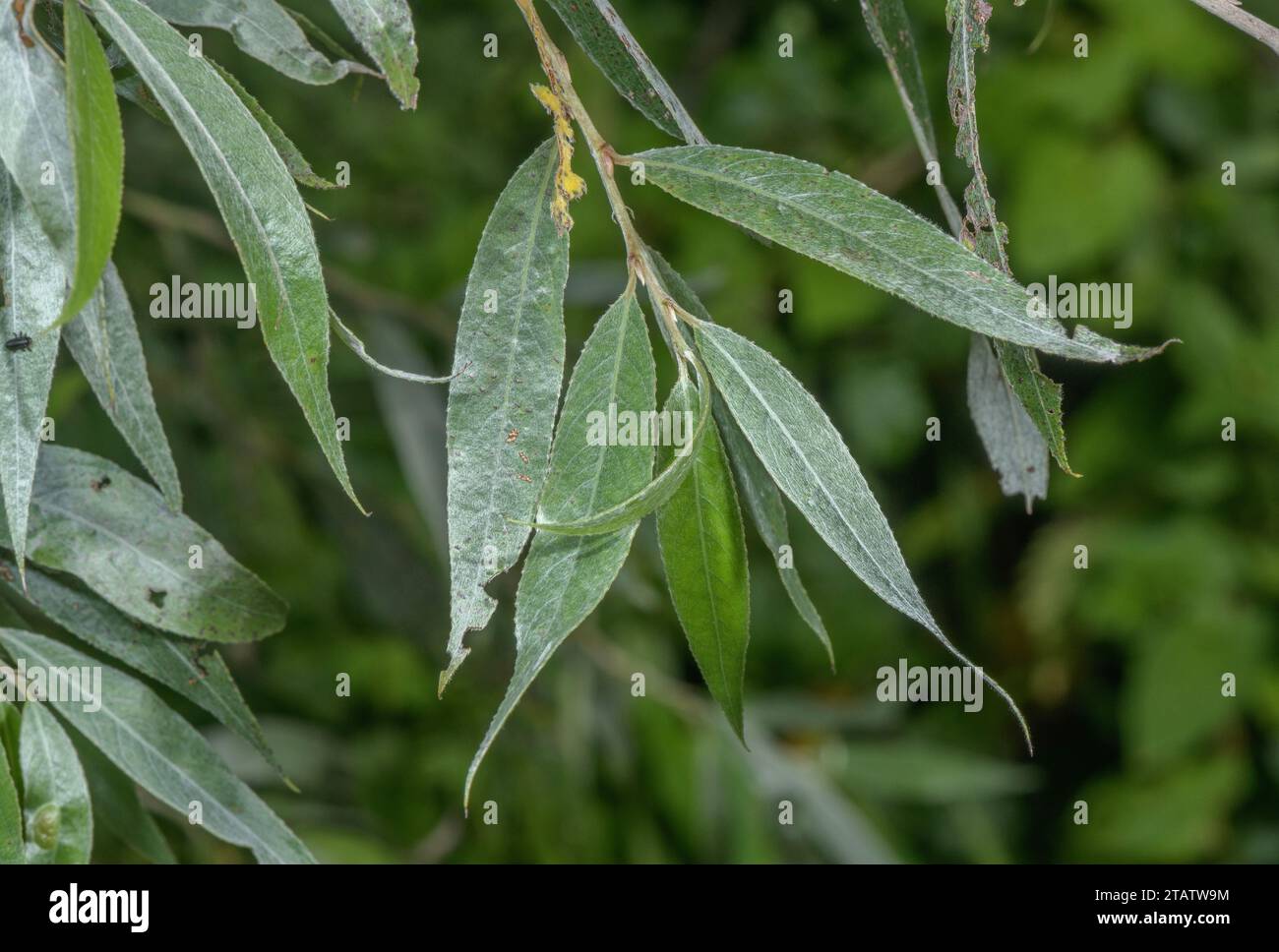 Weiße Weide, Salix alba Laub. Lanzettartige Blätter Stockfoto