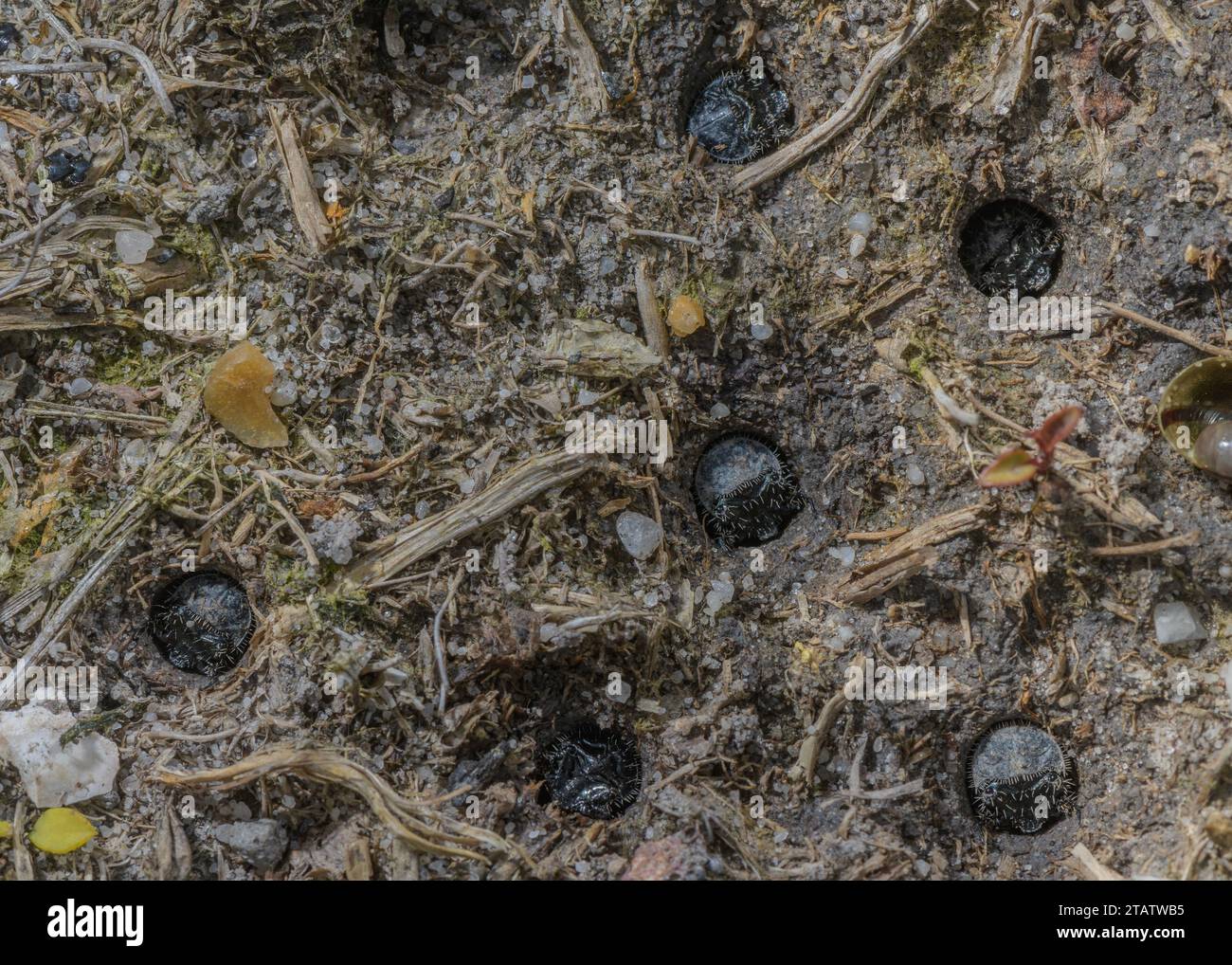 Larven des Grünen Tigerkäfers, Cicindela campestris, die in einer Gruppe in der feuchten Heide Dorset leben. Stockfoto