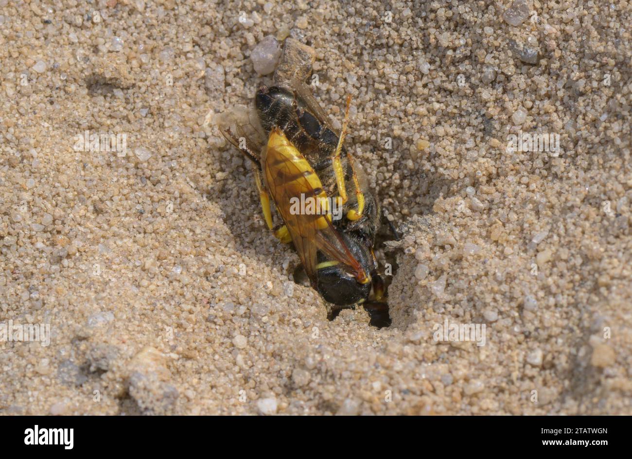 Weiblicher Bienenwolf, Philanthus triangulum, trägt eine Honigbiene ins Nest. Stockfoto