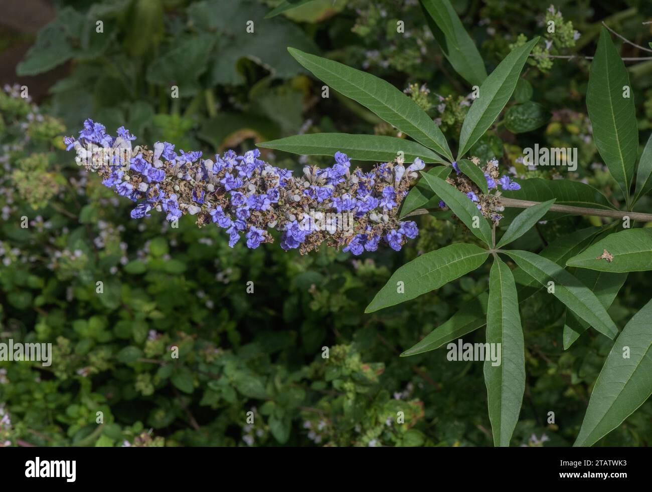 Keuscher Baum, Vitex agnus-castus, in Blüte im Spätsommer. Mittelmeer. Stockfoto