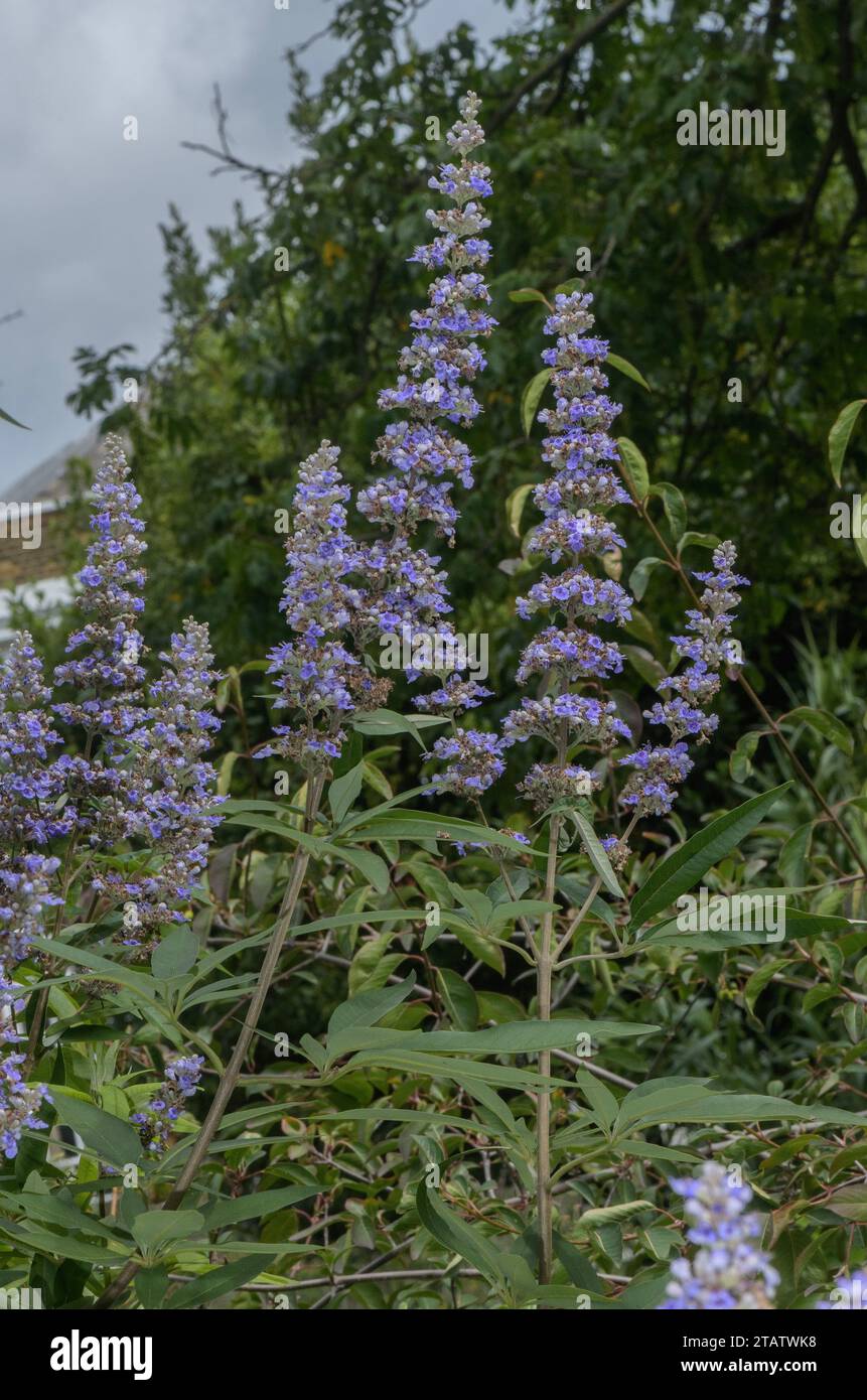 Keuscher Baum, Vitex agnus-castus, in Blüte im Spätsommer. Mittelmeer. Stockfoto