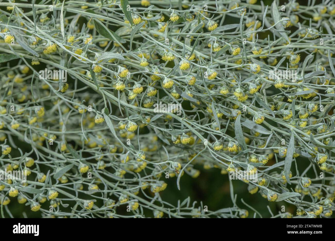 Wermut, Artemisia absinthium, in Blüte. Spätsommer. Stockfoto