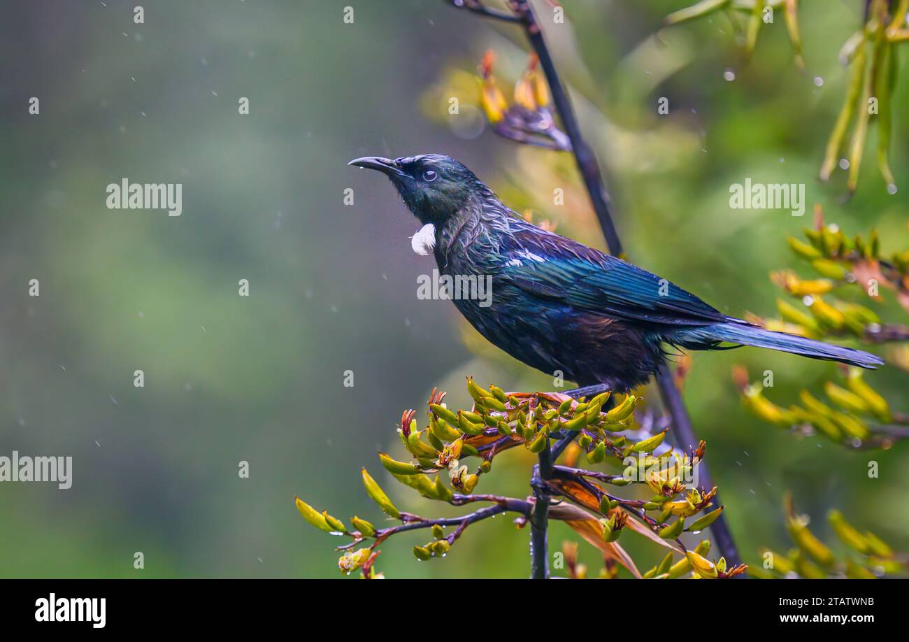 TUI Vogel hockt auf einheimischem neuseeländischem Flachs im Regen. Auckland. Stockfoto