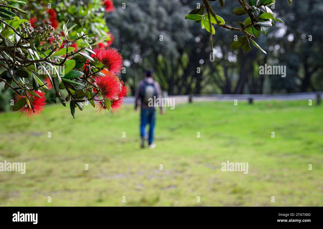 Pohutukawa Bäume in voller Blüte im Sommer, Neuseeland Weihnachtsbaum. Nicht erkennbare Leute, die im Park spazieren gehen. Auckland. Stockfoto