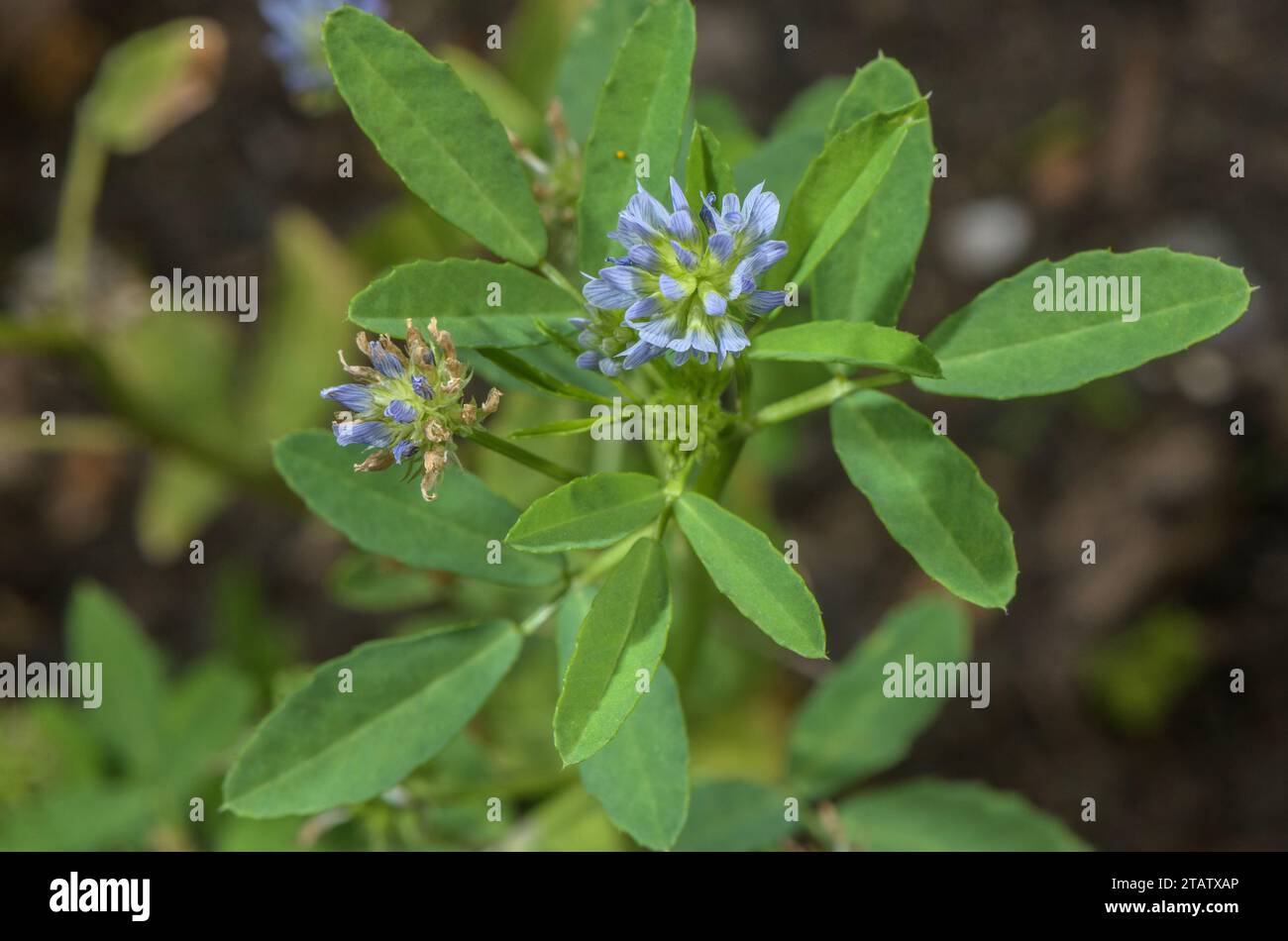 Blauer Bockshornklee, Trigonella caerulea in Blüte. Ein jährliches kulinarisches Kraut oder Gewürz. Stockfoto