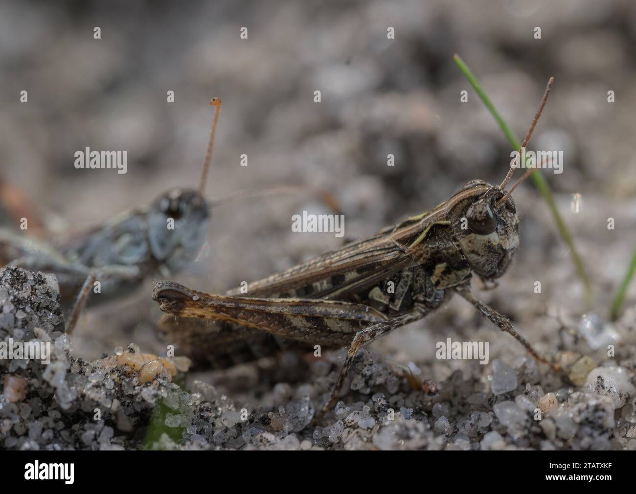 Heath Grasshopper, Chorthippus Vagans auf sandiger Heide, Dorset. Weiblich vorne, männlich jenseits. Stockfoto