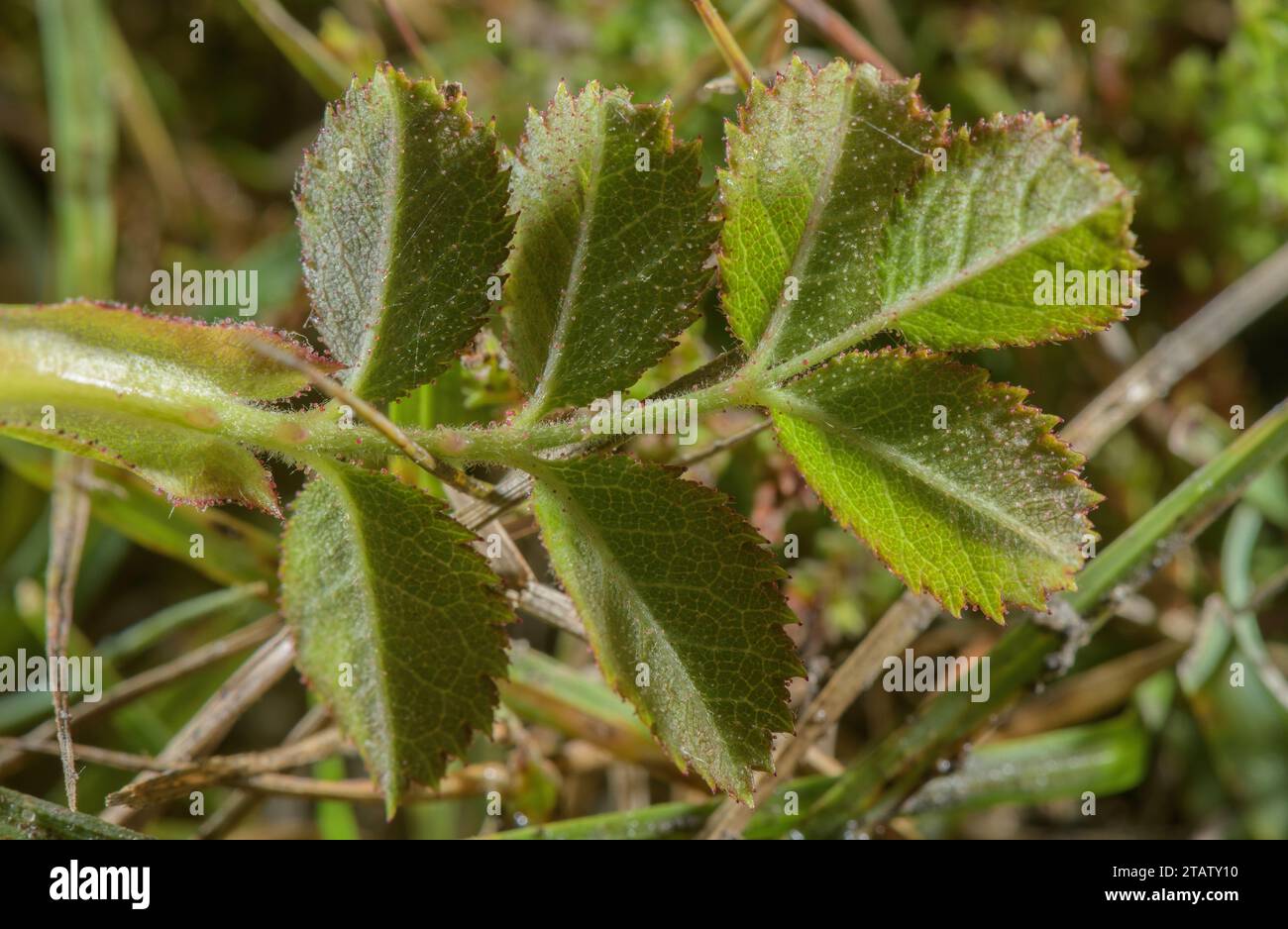 Gefiedertes Blatt der süßen Brühe, Rosa rubiginosa, mit Drüsenhaaren und Stachelstacheln. Stockfoto