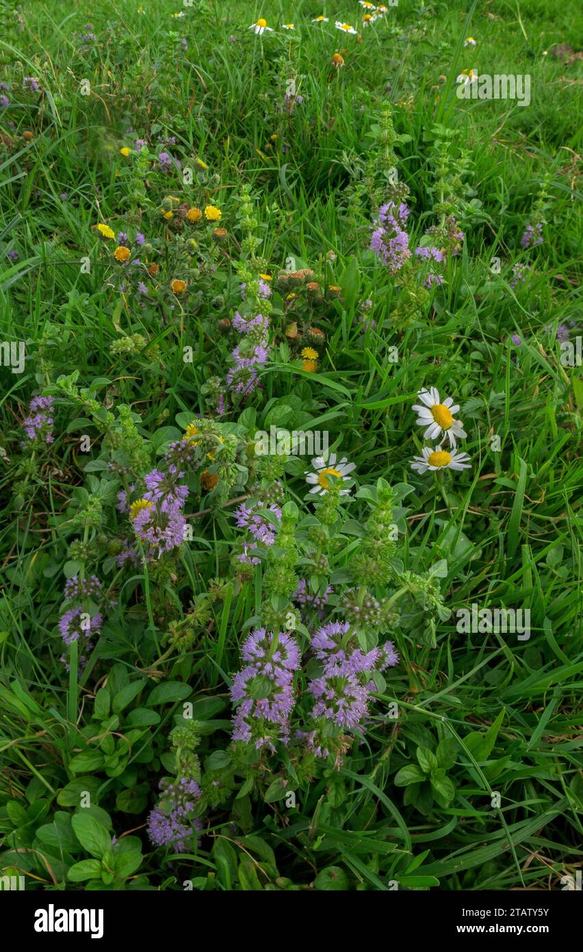 Drei New Forest Raritäten, kleine Fleabane, Pulicaria vulgaris; Pennyroyal, Mentha pulegium; und Chamomile, Chamaemelum nobile, in feuchter Höhle auf einem Gra Stockfoto