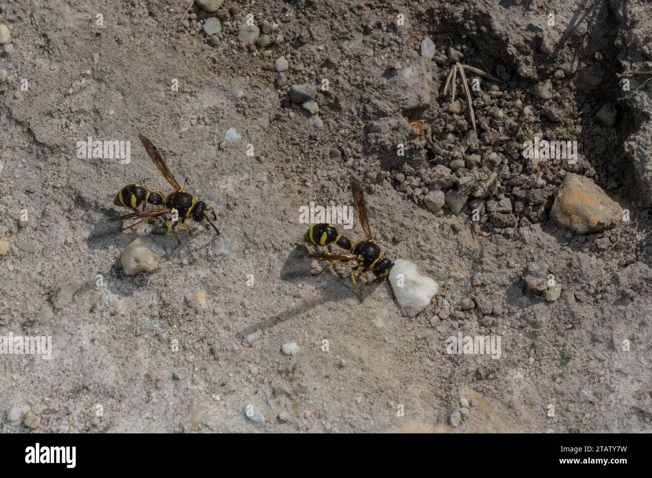 Heath Potter Wasp, Eumenes coarctatus sammelt Nestbaumaterial, auf Hartland Moor. Dorset. Stockfoto