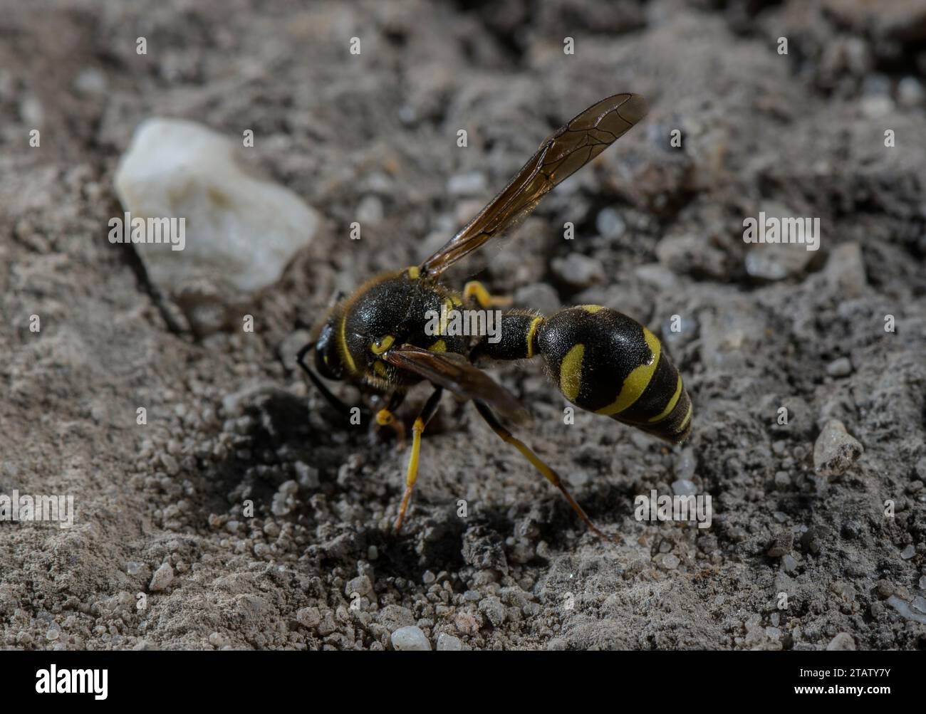 Heath Potter Wasp, Eumenes coarctatus sammelt Nestbaumaterial, auf Hartland Moor. Dorset. Stockfoto