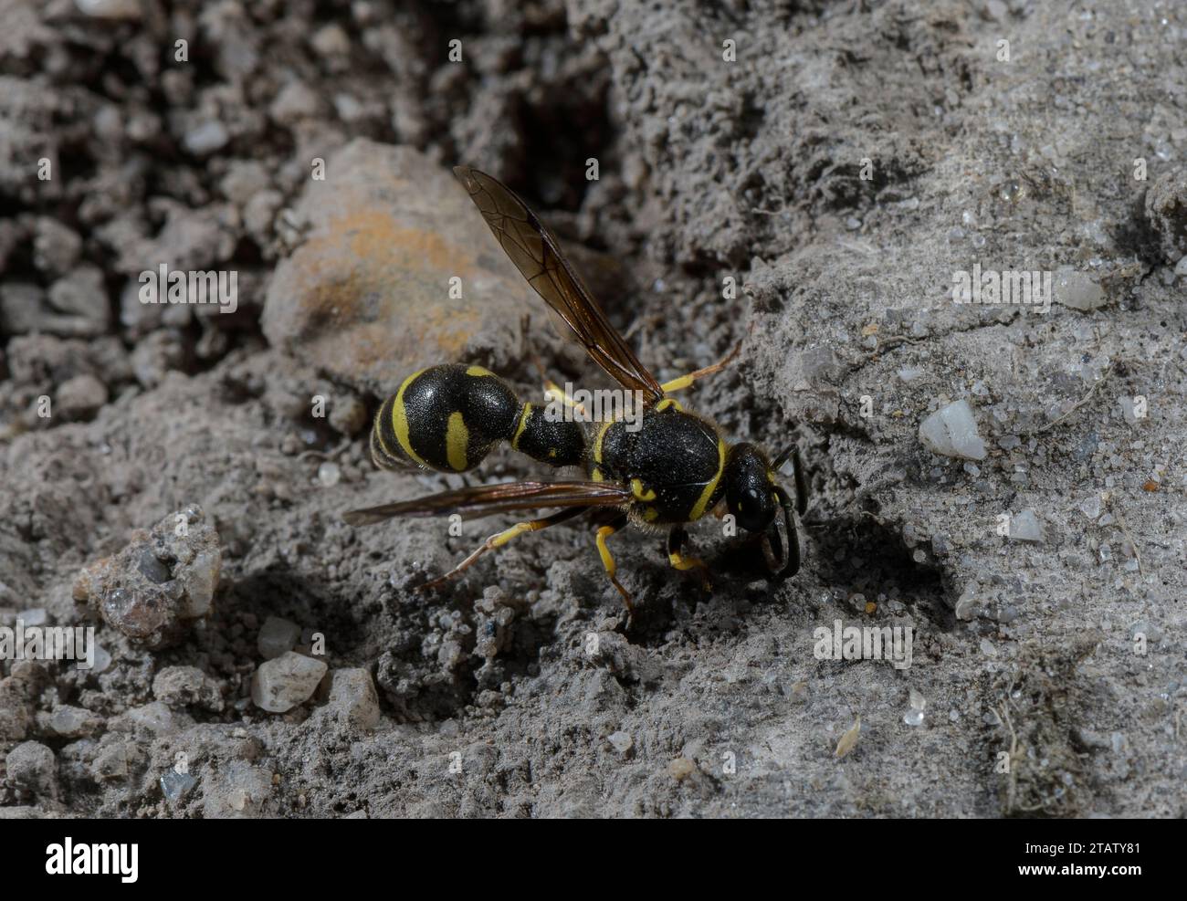 Heath Potter Wasp, Eumenes coarctatus sammelt Nestbaumaterial, auf Hartland Moor. Dorset. Stockfoto