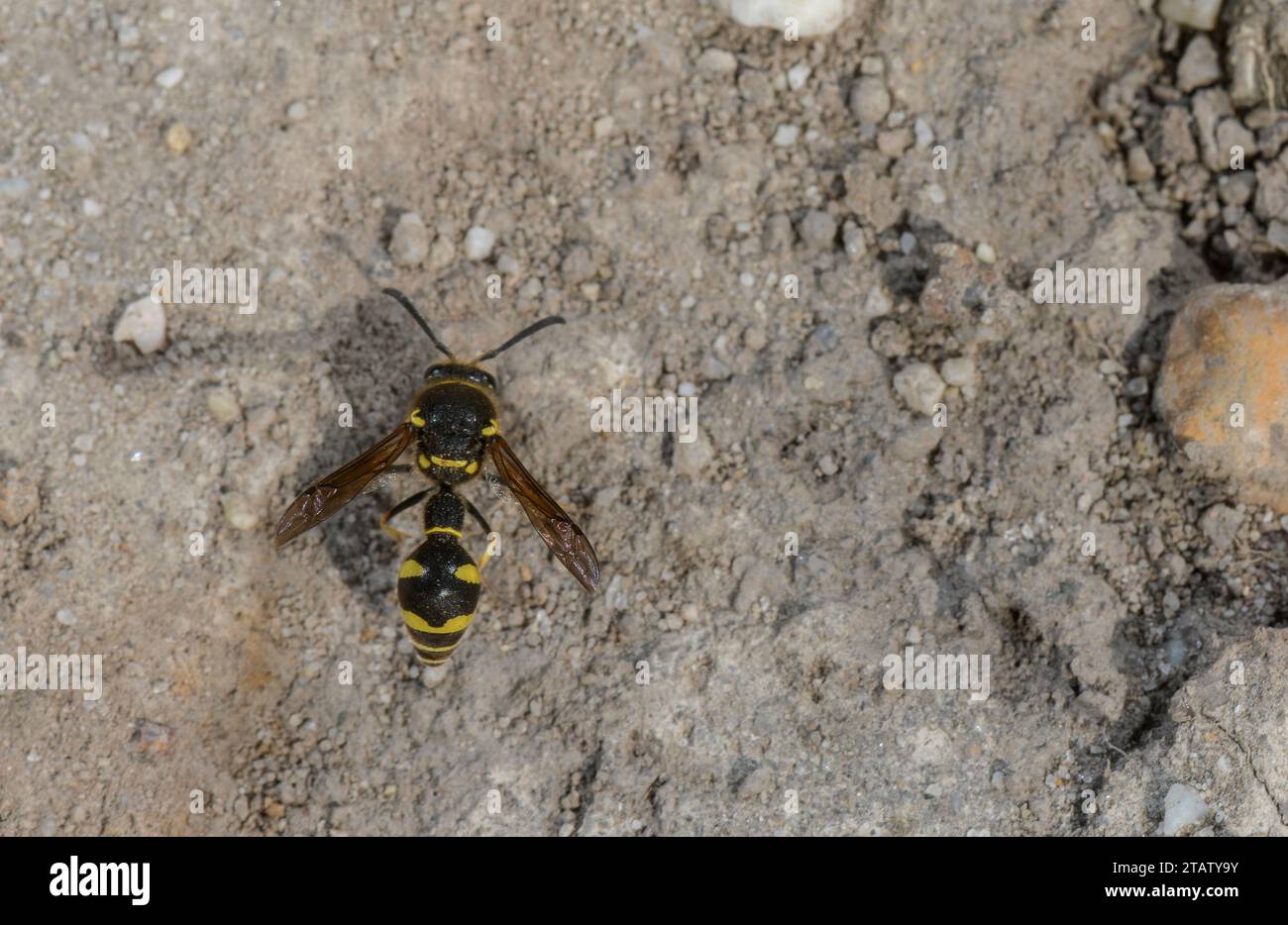Heath Potter Wasp, Eumenes coarctatus sammelt Nestbaumaterial, auf Hartland Moor. Dorset. Stockfoto