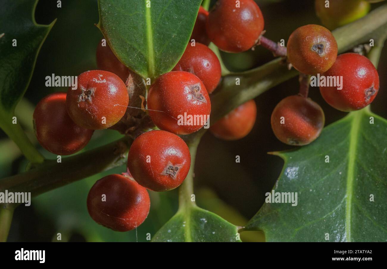 stechpalme, Ilex aquifolium, Beeren im Spätsommer. Stockfoto