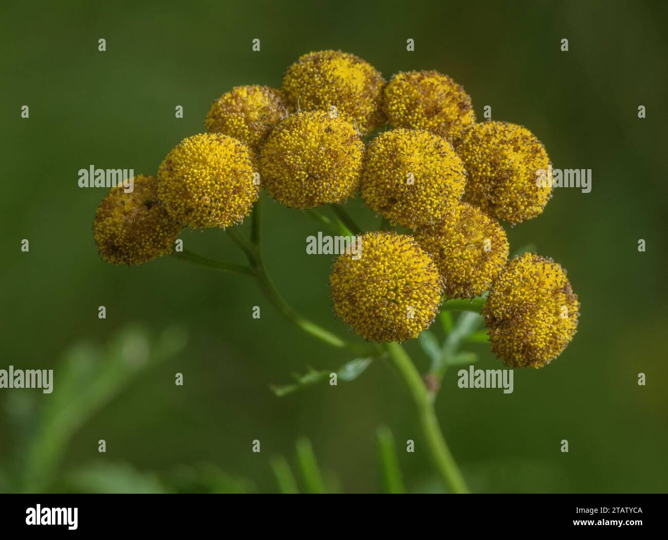 Tansy, Tanacetum vulgare - Nahaufnahme von Blumenhaufen. Stockfoto