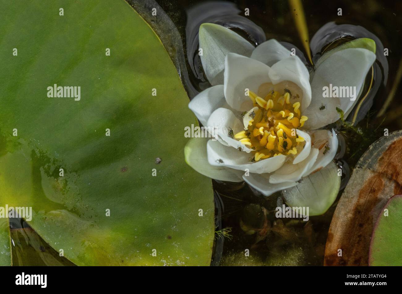 Zwergweisswasserlilie, Nymphaea candida in Blüte im Teich, Nordeuropa. Stockfoto