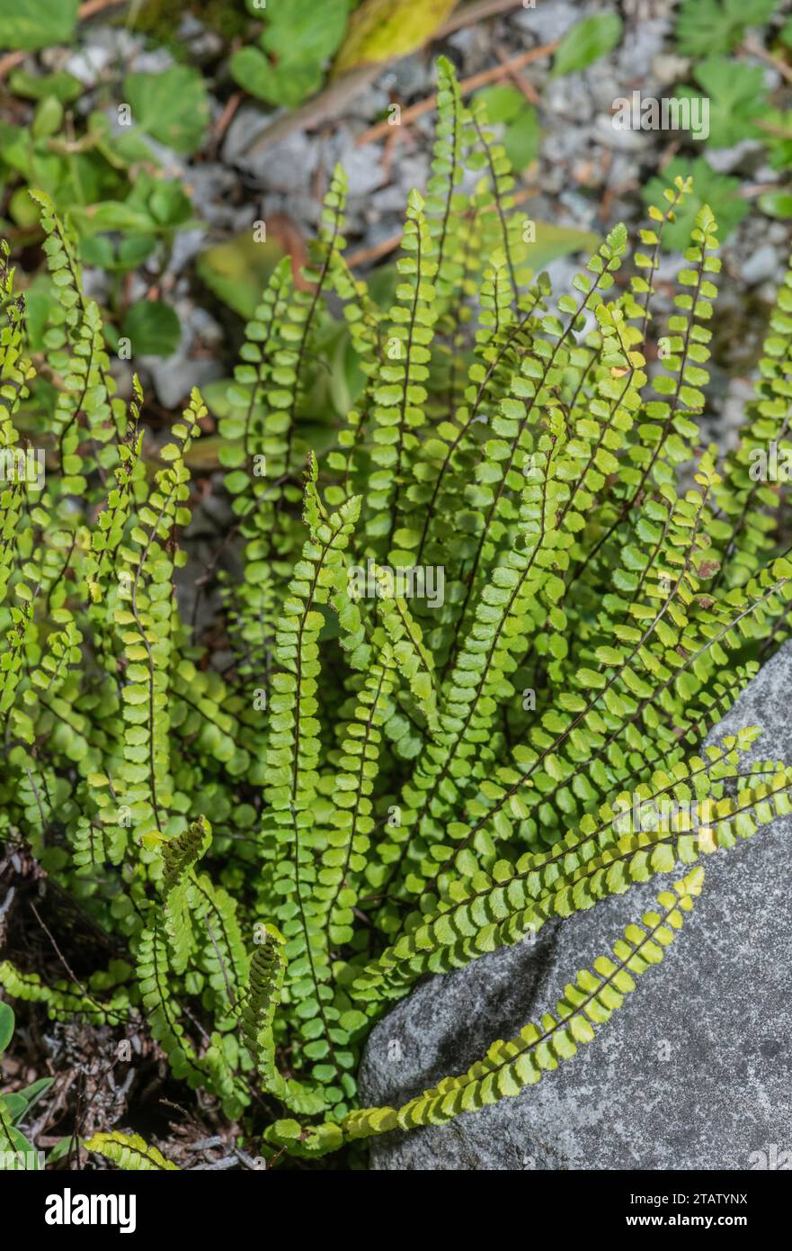 Leitermilzkraut, Asplenium-adulterinum-Fronds in der Felsspalte. Nordeuropa. Stockfoto