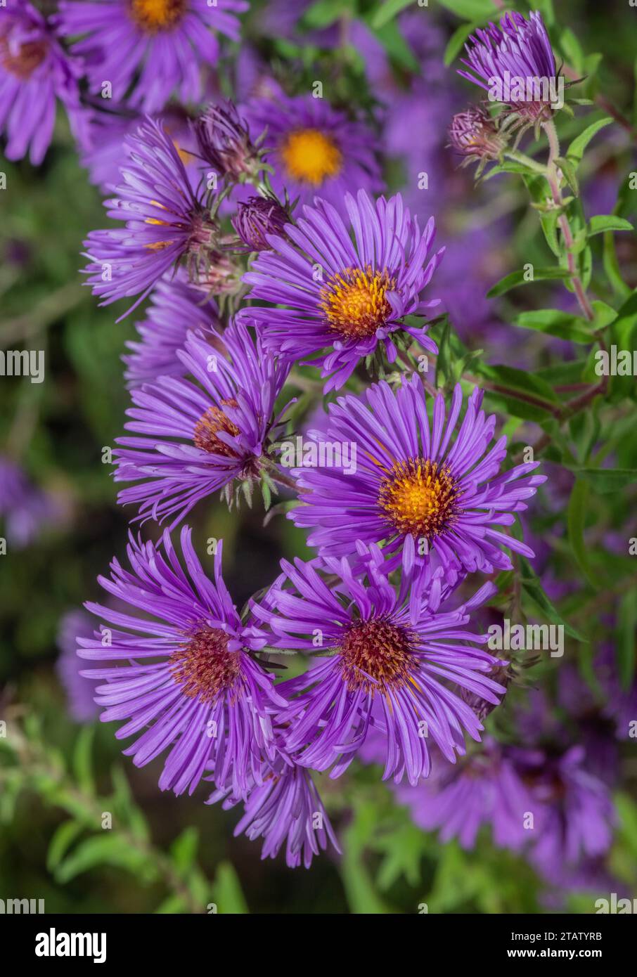 Michaelmas Gänseblümchen, Symphyotrichum novae-angliae, in Blüte im Herbst. Stockfoto