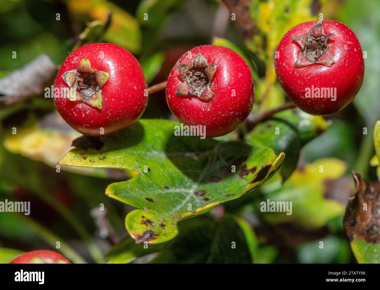 Weißdorn, Crataegus monogyna, reife Hagebutten im Herbst. Stockfoto