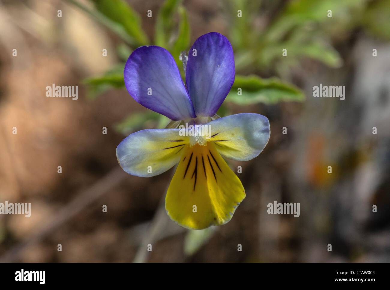 Wildes Stiefmütterchen, Viola Tricolor, in Blume. Stockfoto