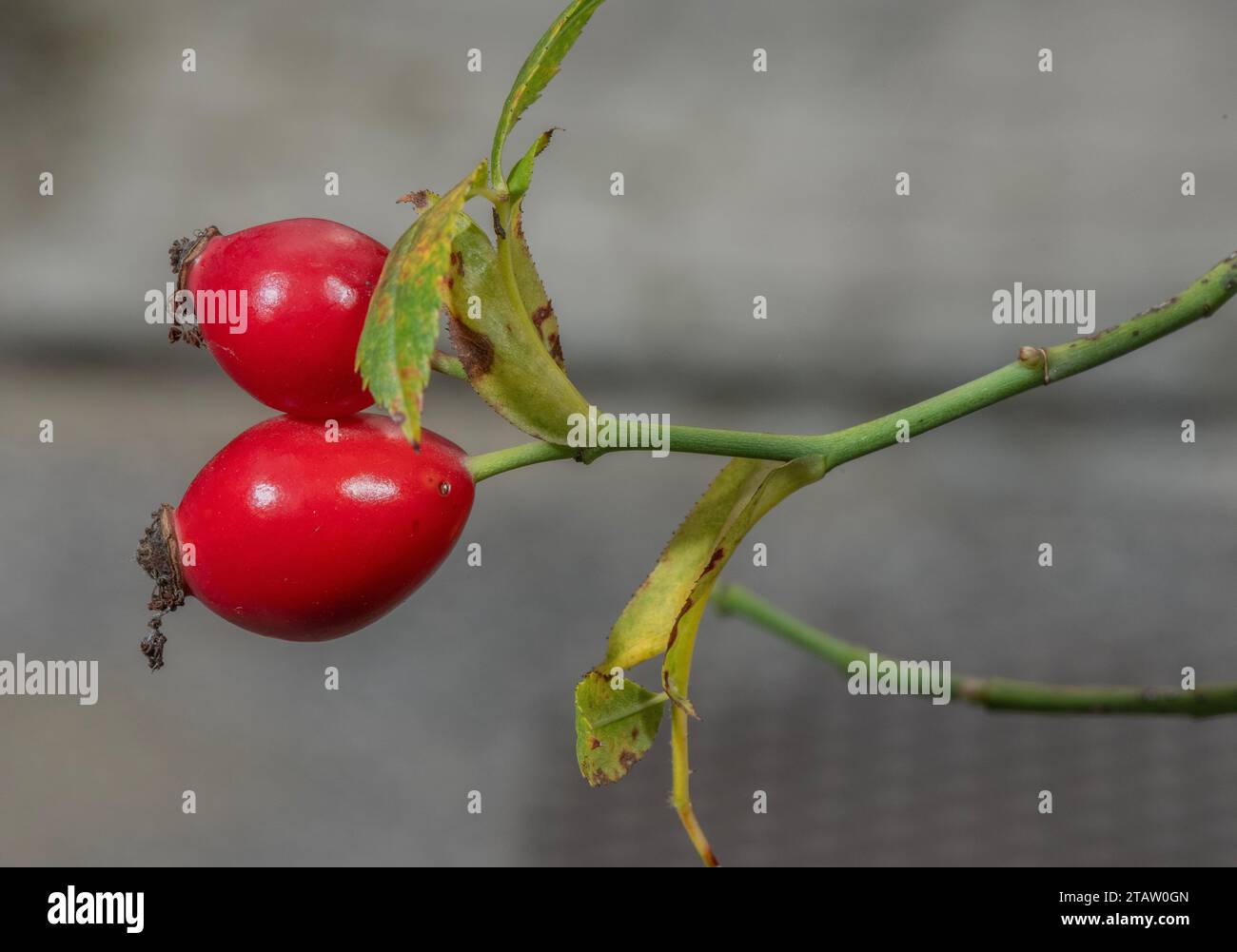 Hüften der Hundelrose, Rosa canina im Herbst. Stockfoto