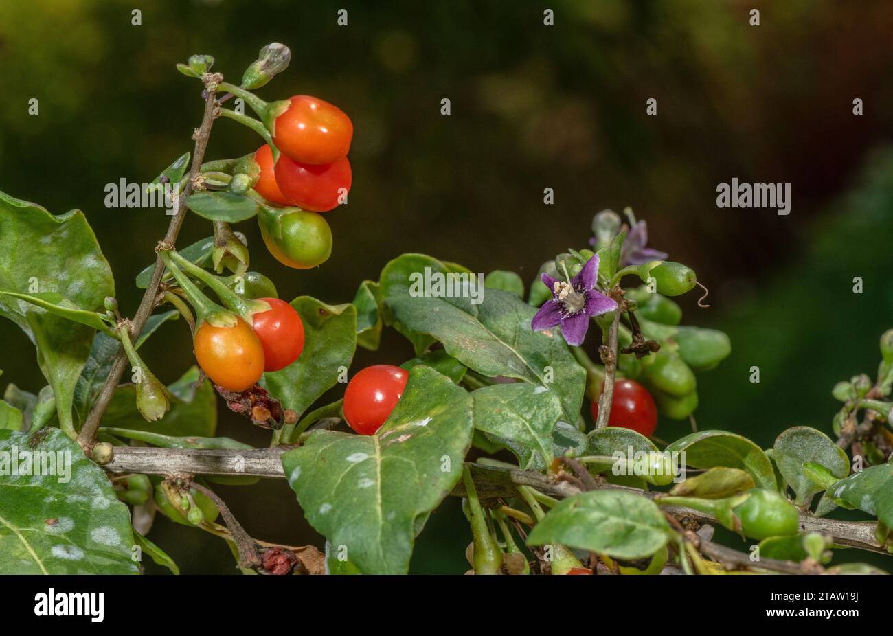 Chinesische Wolfsbeere oder Duke of Argyll's Teebaum, Lycium barbarum, in Blumen und Früchten. Aus China, obwohl weit eingebürgert. Stockfoto