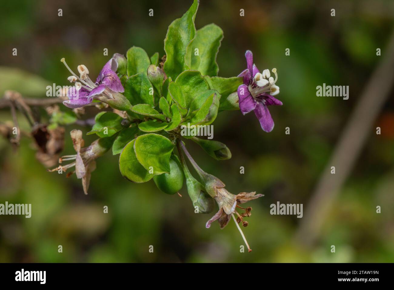 Chinesische Wolfsbeere oder Duke of Argyll's Teebaum, Lycium barbarum, in Blüte. Aus China, obwohl weit eingebürgert. Stockfoto