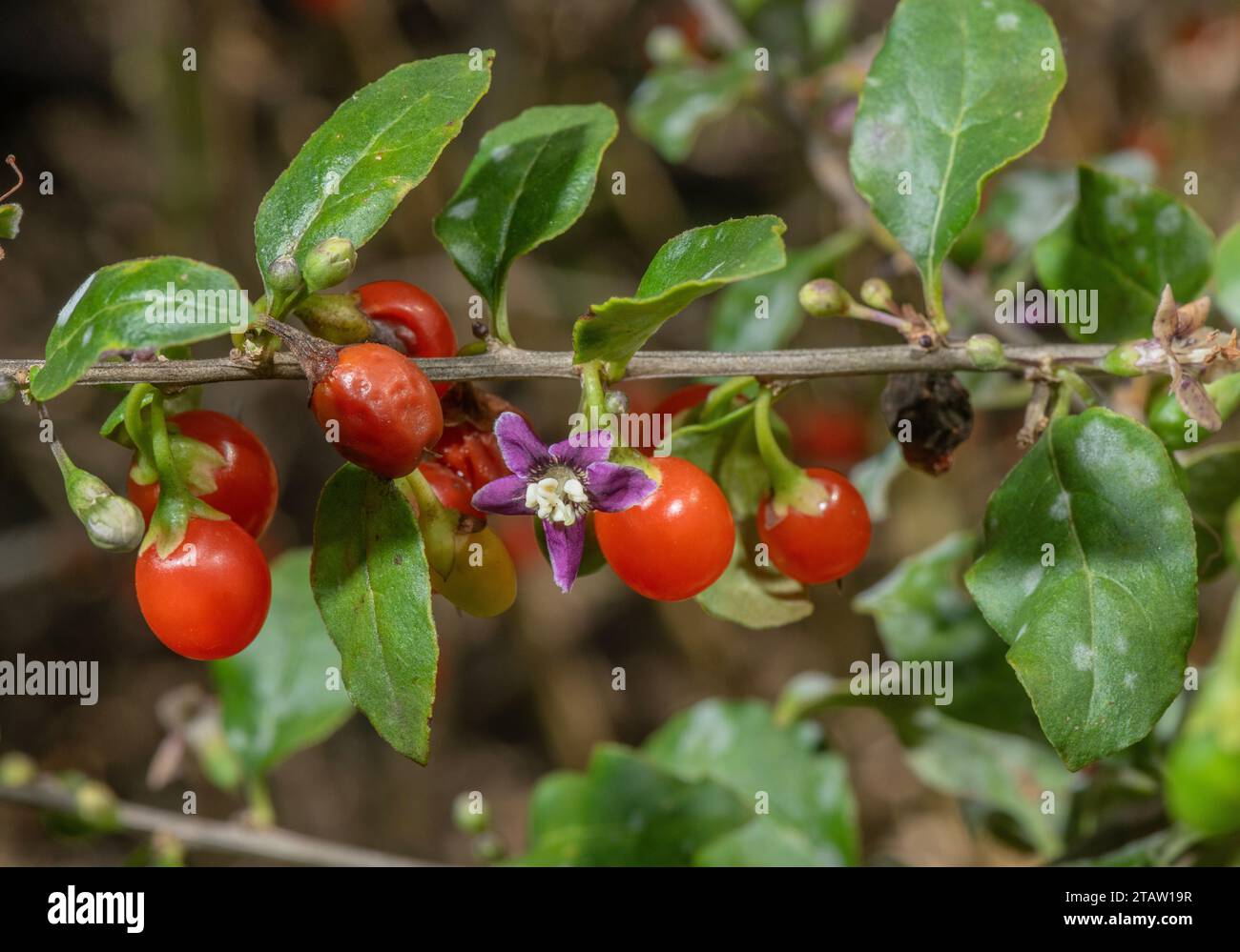 Chinesische Wolfsbeere oder Duke of Argyll's Teebaum, Lycium barbarum, in Blumen und Früchten. Aus China, obwohl weit eingebürgert. Stockfoto