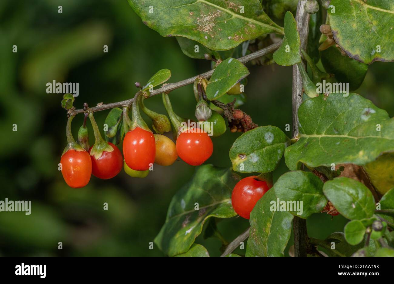 Chinesische Wolfsbeere oder Duke of Argyll's Teebaum, Lycium barbarum, in Blumen und Früchten. Aus China, obwohl weit eingebürgert. Stockfoto