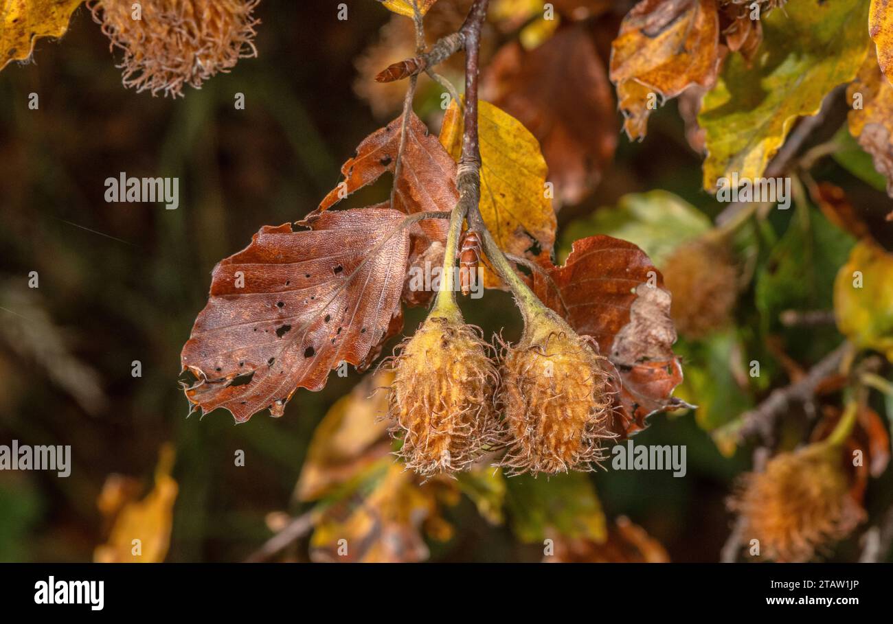 Reifer Buchenmast, Fagus sylvatica auf dem Baum mit Blättern, im Herbst. Stockfoto